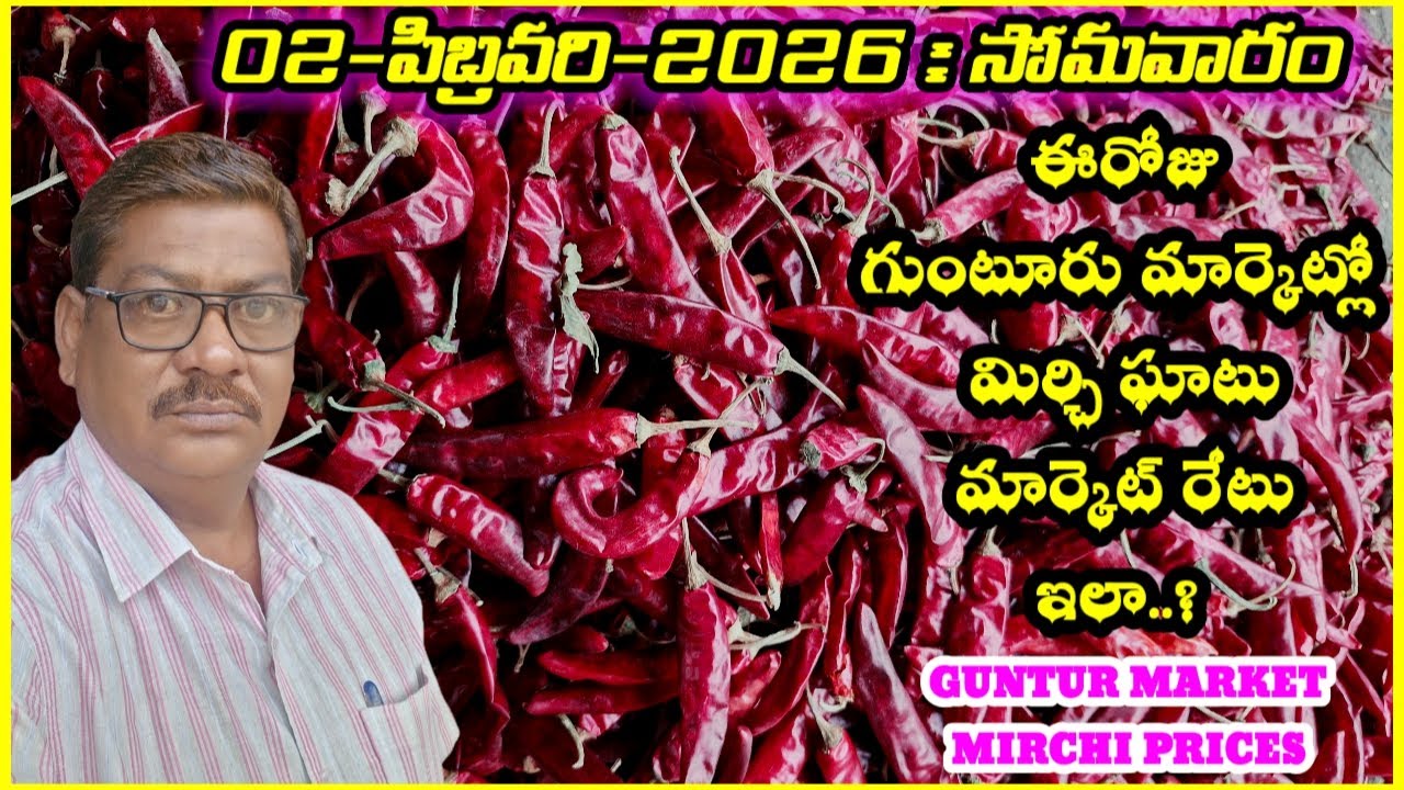 02 FEBRUARY 2026 GUNTUR MARKET MIRCHI RATES|గుంటూరు మిర్చి మార్కెట్ ధరలు|गुंटूर मार्केट मिर्च के रेट