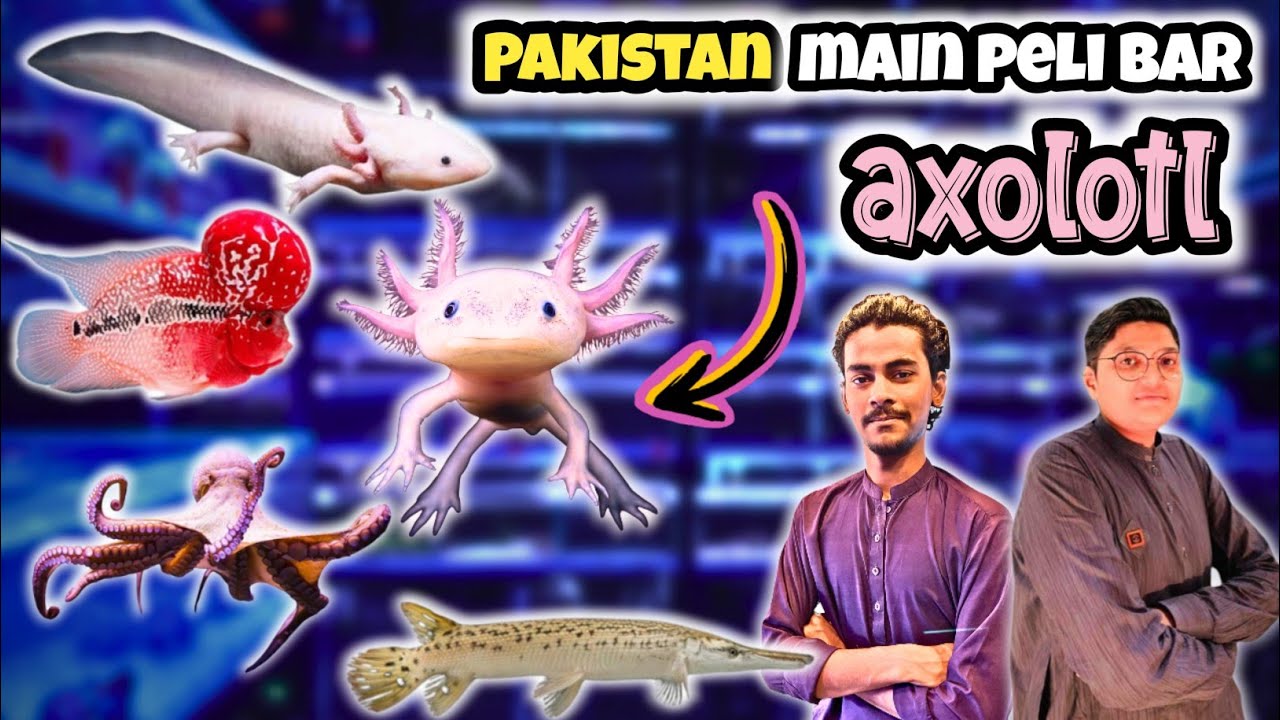 Axolotl Arrives in Pakistan for the First Time Must-See Exotic Pet!