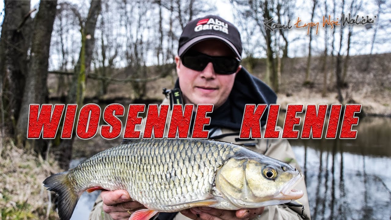 Wiosenne Klenie z małej rzeki/ #013