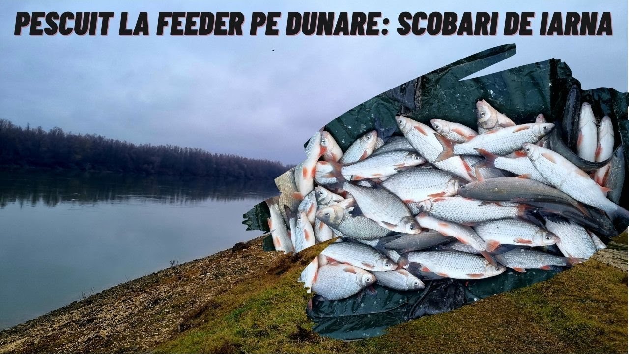 Pescuit la feeder pe Dunare: Scobari de Iarna