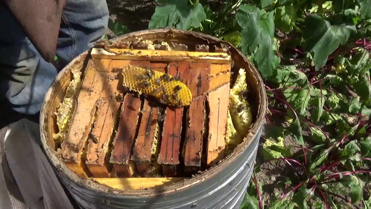 ЛОВУШКА 