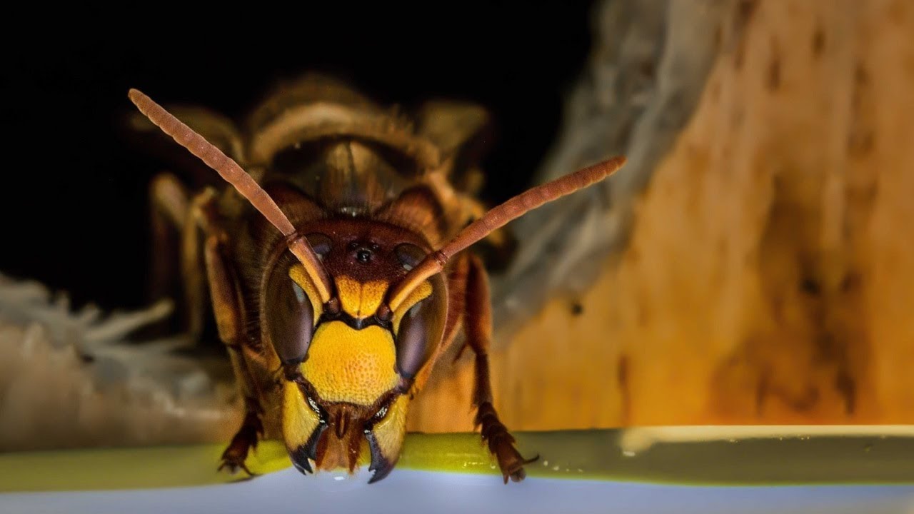 Wasps Nest - Sound Effect