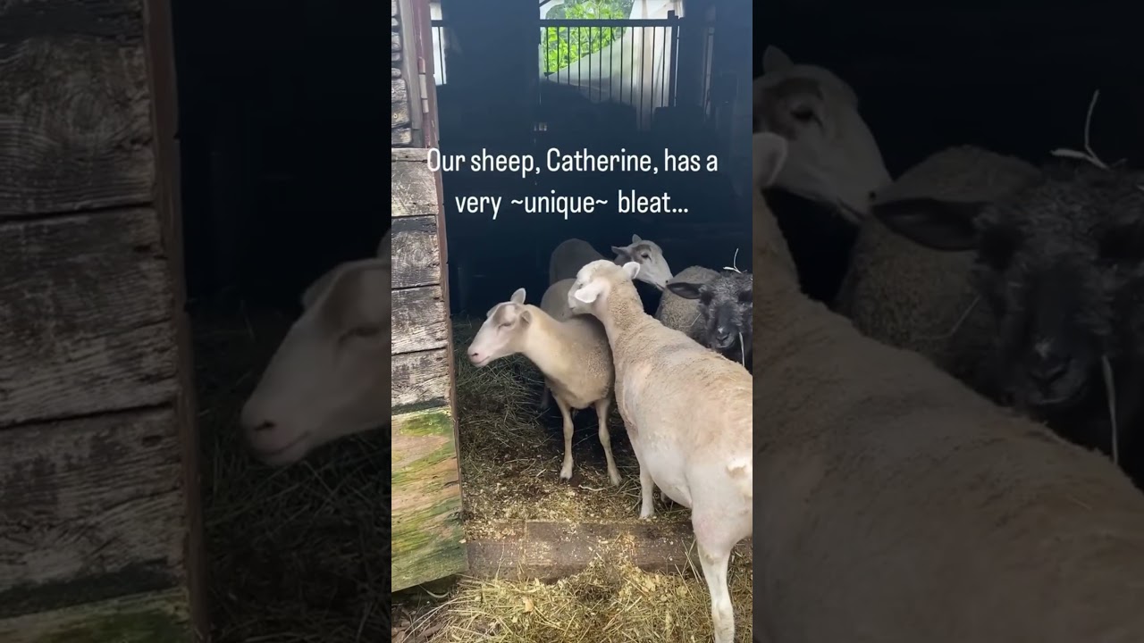 Funny sheep meowing #pigfeed #animals #whitegoat #fouryou #funny #beautifullgoats #farmlife #cute