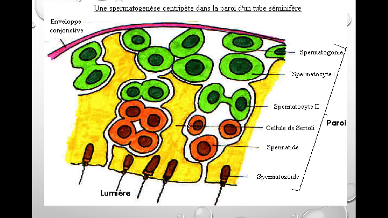 FMPM MOOCs - Spermatogenèse humaine - Pr. Y. Ait Benkaddour