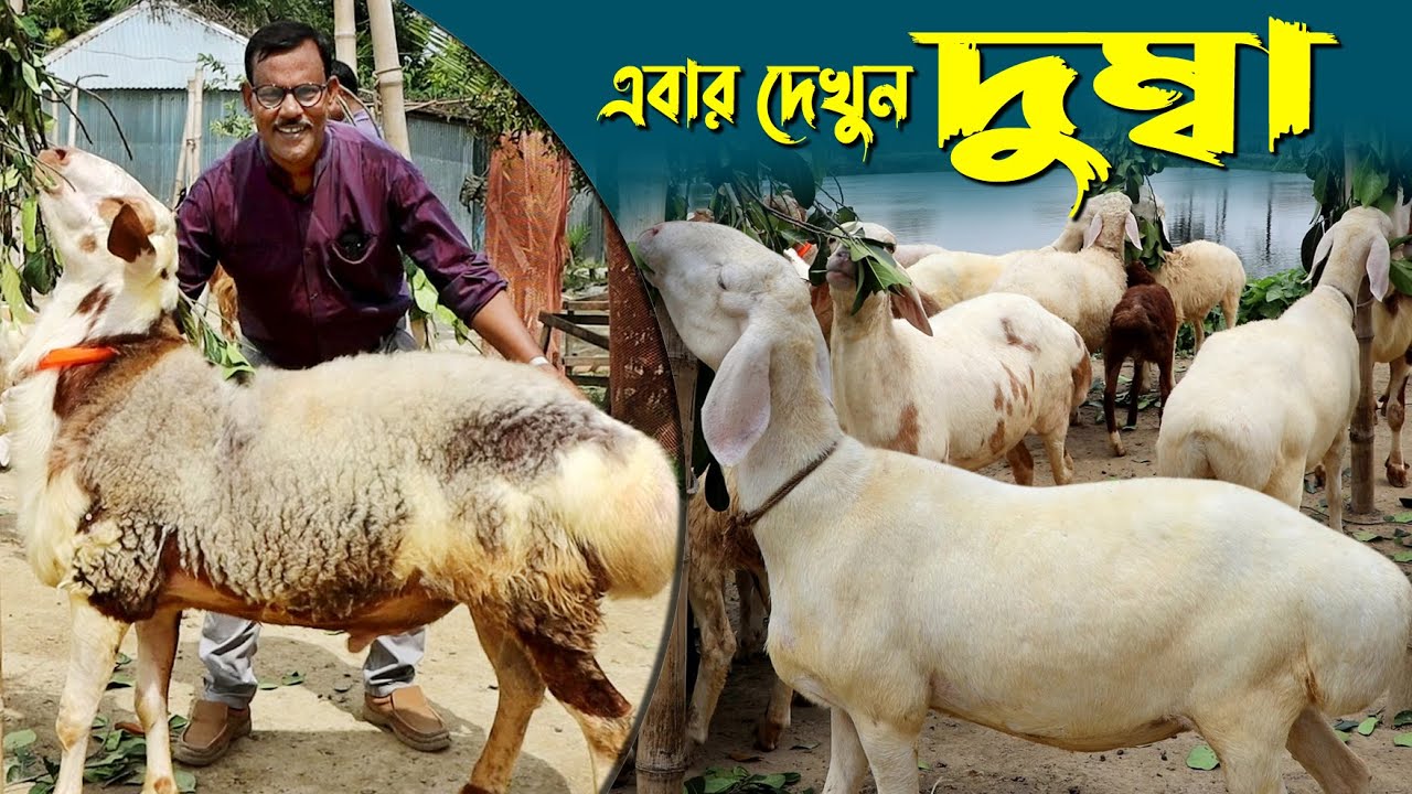 1061- এবার দুম্বার দাম জেনেনিন, র.ই মানিক চিত্রপুরী।  R.I.Manik.Chitrapuri Krishichitra