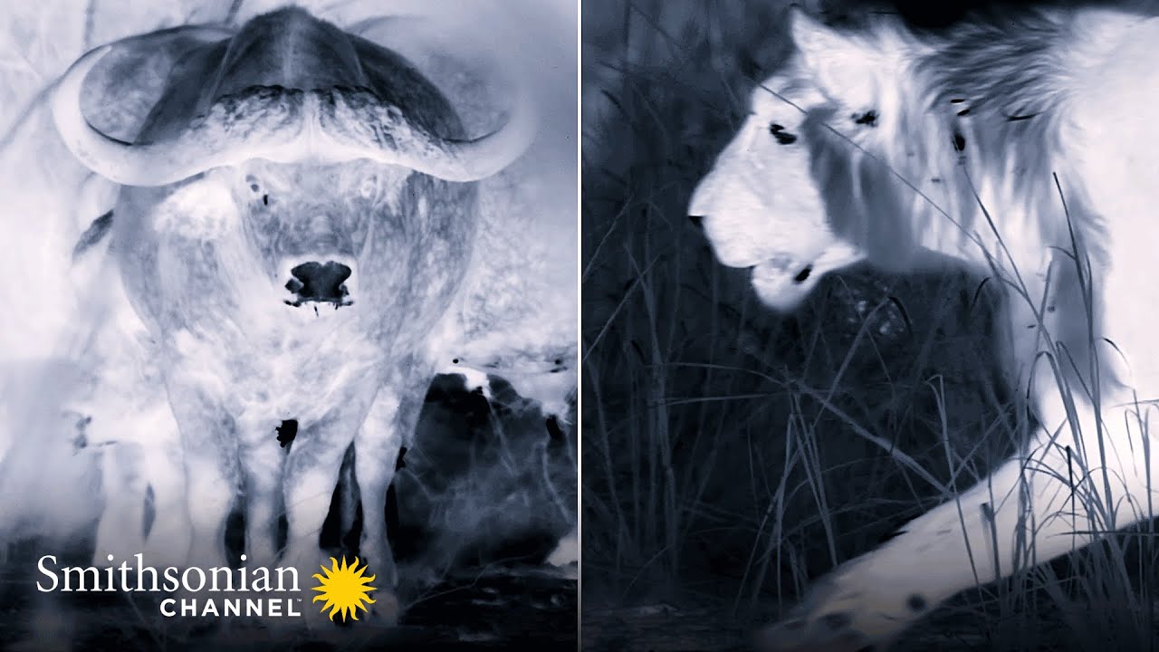A Buffalo Herd Stumbles Too Close to a Lurking Lion Pride 🐃 Big Cat Country | Smithsonian Channel