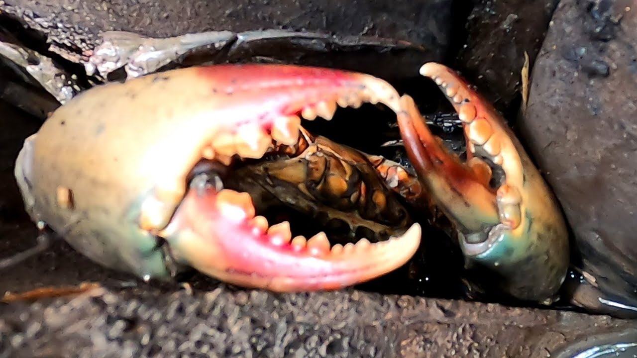 P2. Lều Mình Vào Khu Vực Mới Bắt Cua Hải Hùng Gặp Phải Ổ Cua Bắt Hoài Không Hết