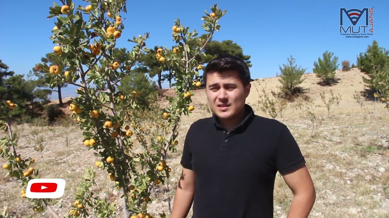 Mersin'in Mut İlçesinde yılın ilk alıç hasadı başladı.