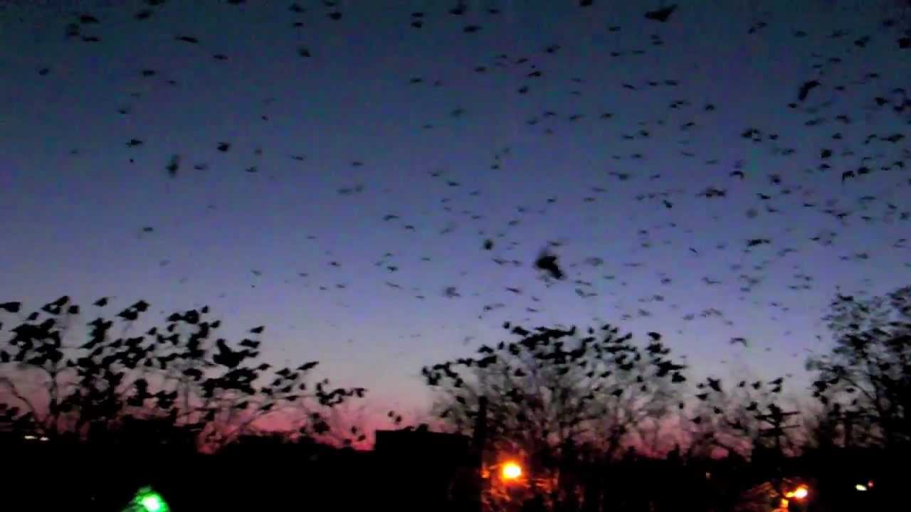 A Murder Of Crows On Pillsbury Ave Minneapolis