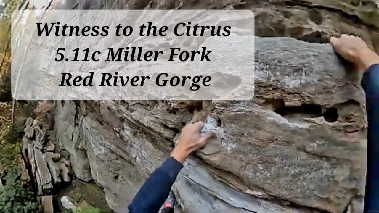 Embarrassing poor attempt lead climbing Witness The Citrus 5.11C Red River Gorge (Miller Fork)
