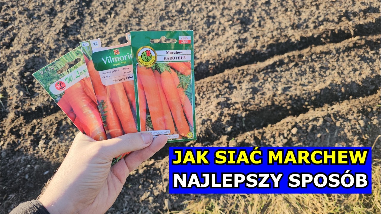Jak siać Marchew, aby była DUŻA, PROSTA i nie miała Robaków. Siewy Marchwi, Sąsiedztwo, Błędy Uprawa