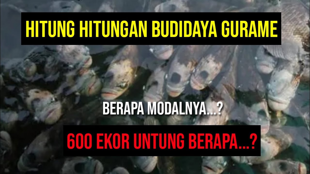 Hitung Hitungan Budidaya Ikan Gurame, Kolam Bundar Tebar 600 Ekor
