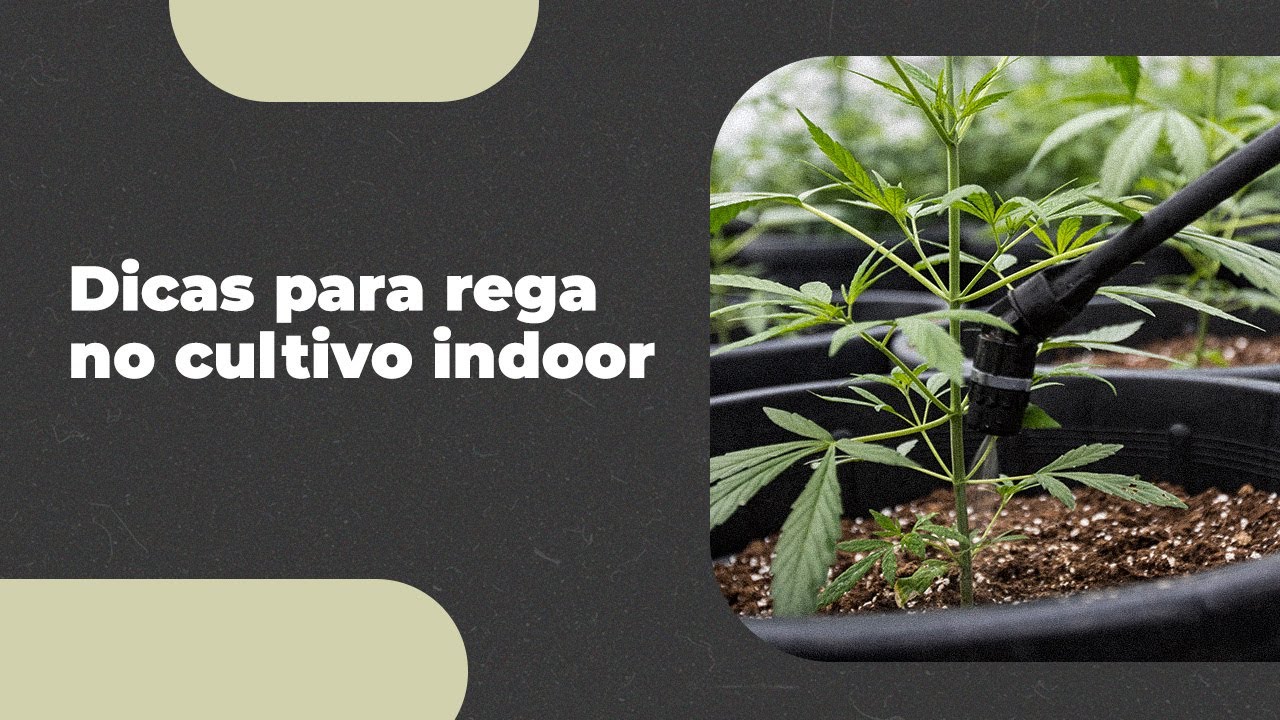 Como deve ser feita a rega no cultivo indoor?