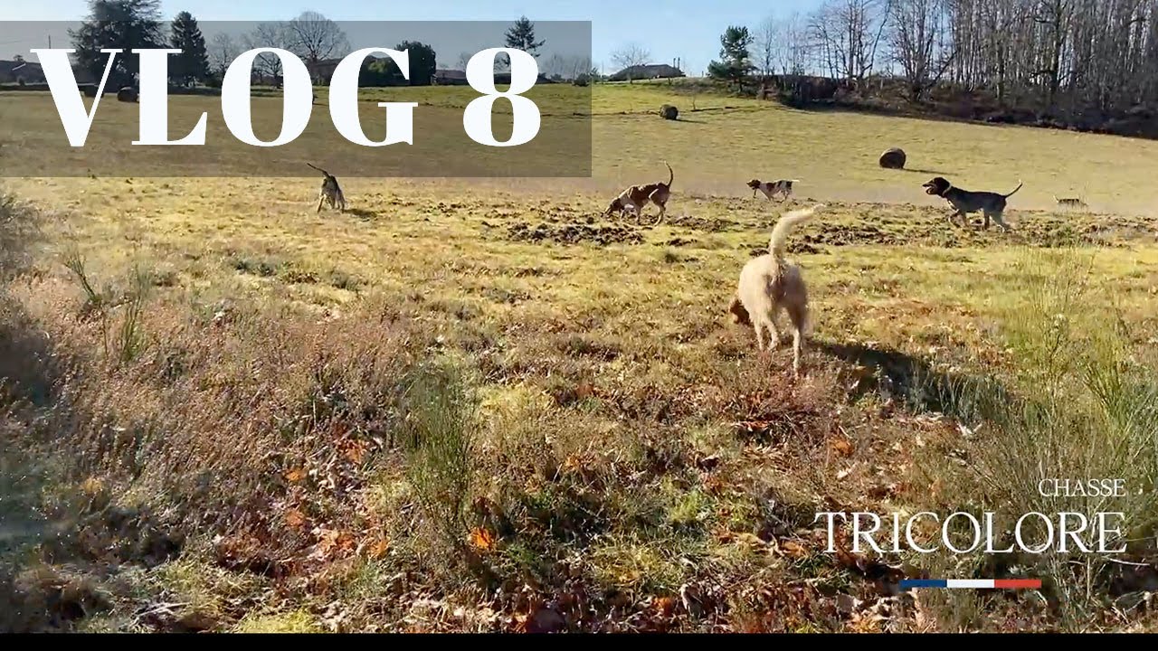 VLOG 8 - CHASSE TRICOLORE - La chasse pour les chiens