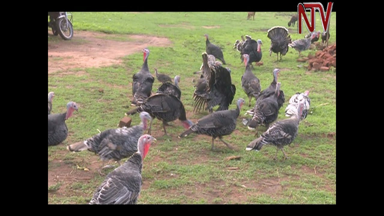 On The Farm: Rearing free range turkeys