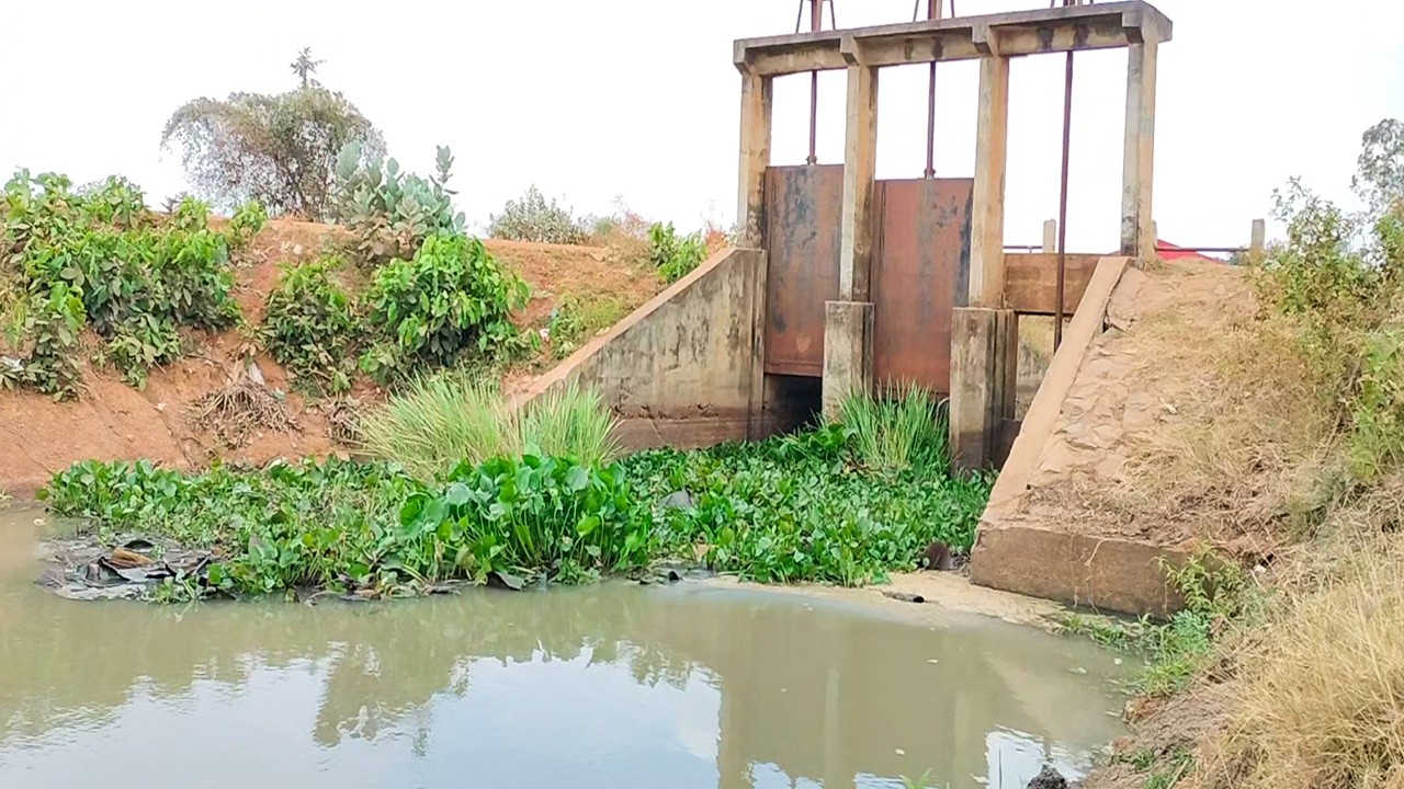 That Importance To Remove Floating Plants Clogged Water gate