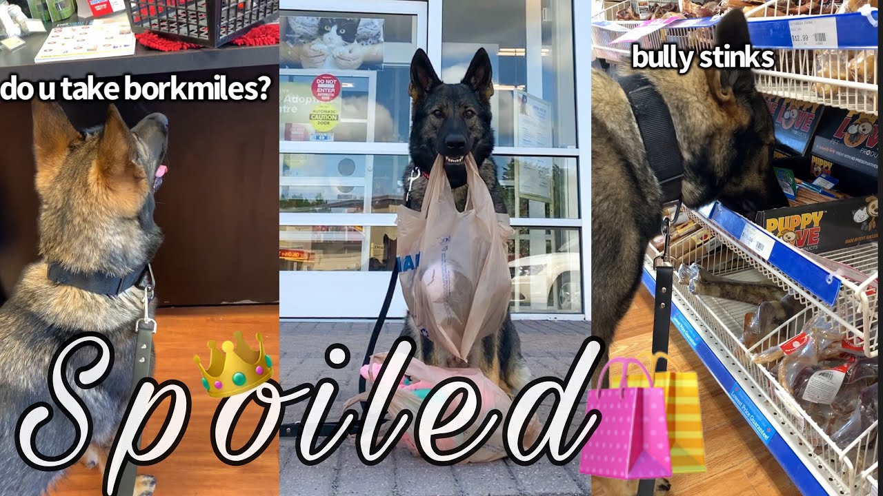 Buying My Dog Whatever She Picks Out