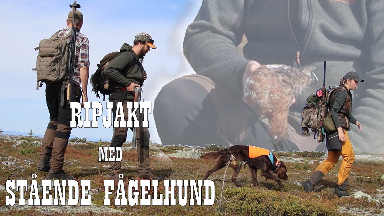 Vi hittade Riporna! | Ripjakt med Stående fågelhund