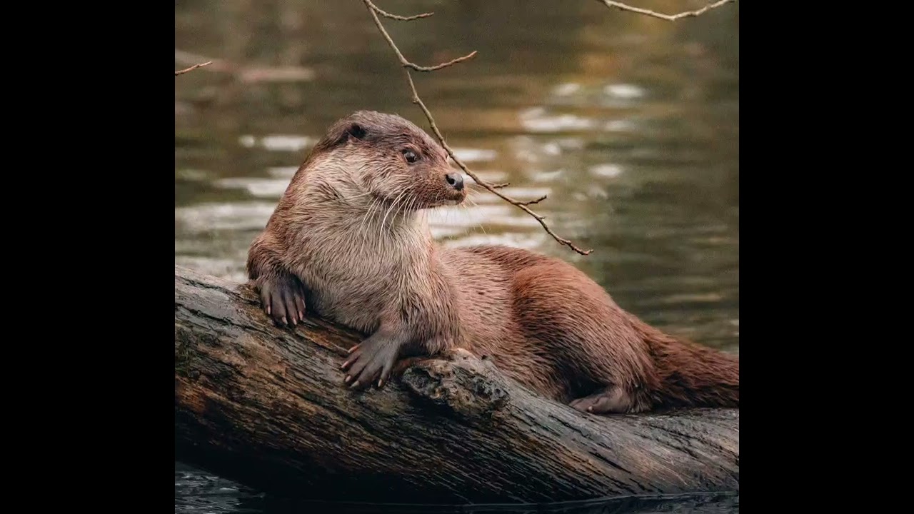 Otter Sound / Otter Voice