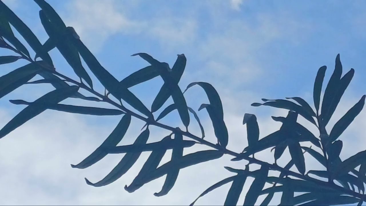 - HUGUES DRAYE, 'Amoureux transis, je vous plante aujourd'hui'