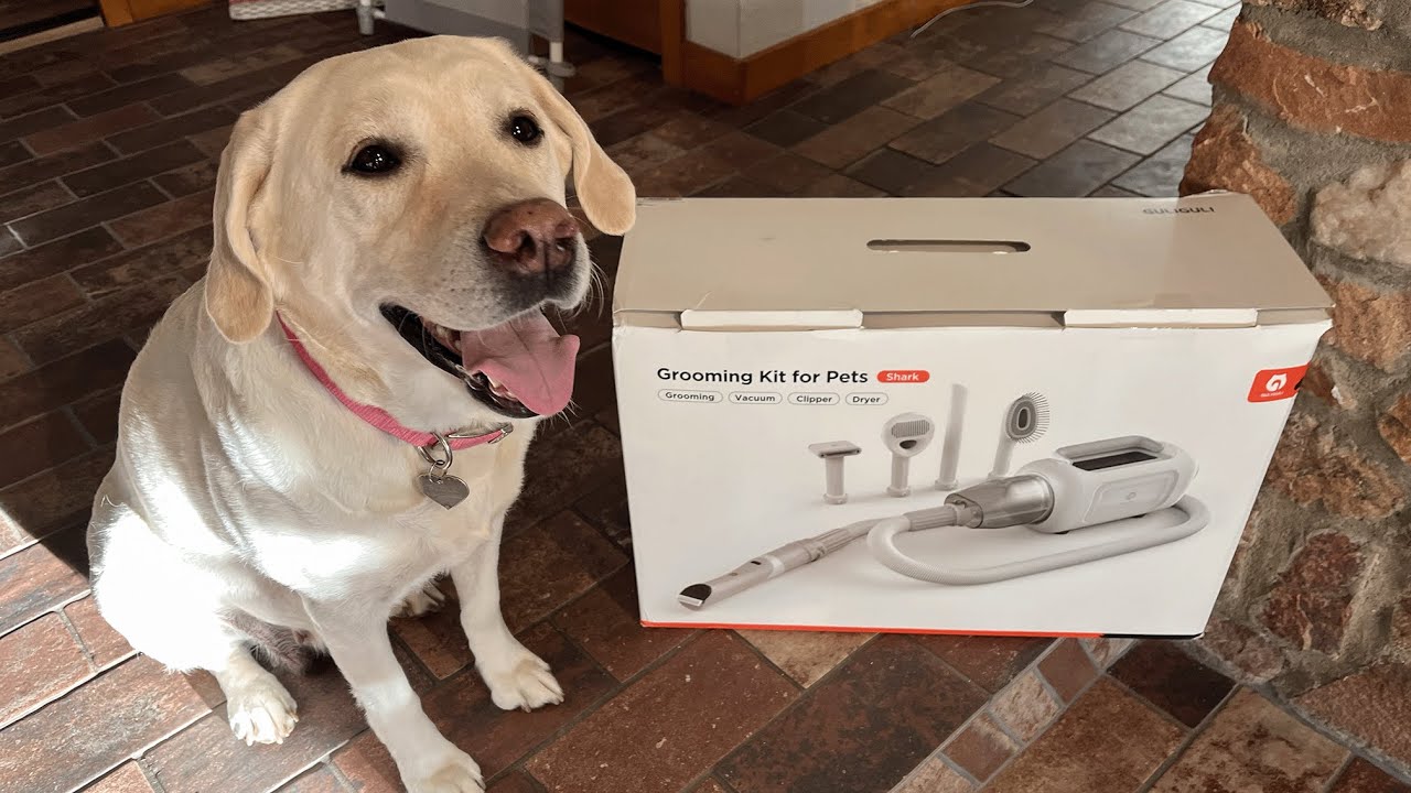 High Desert Labradors Test the GULIGULI 7-in-1 Grooming Kit - Shark - Joy approved! #guliguli