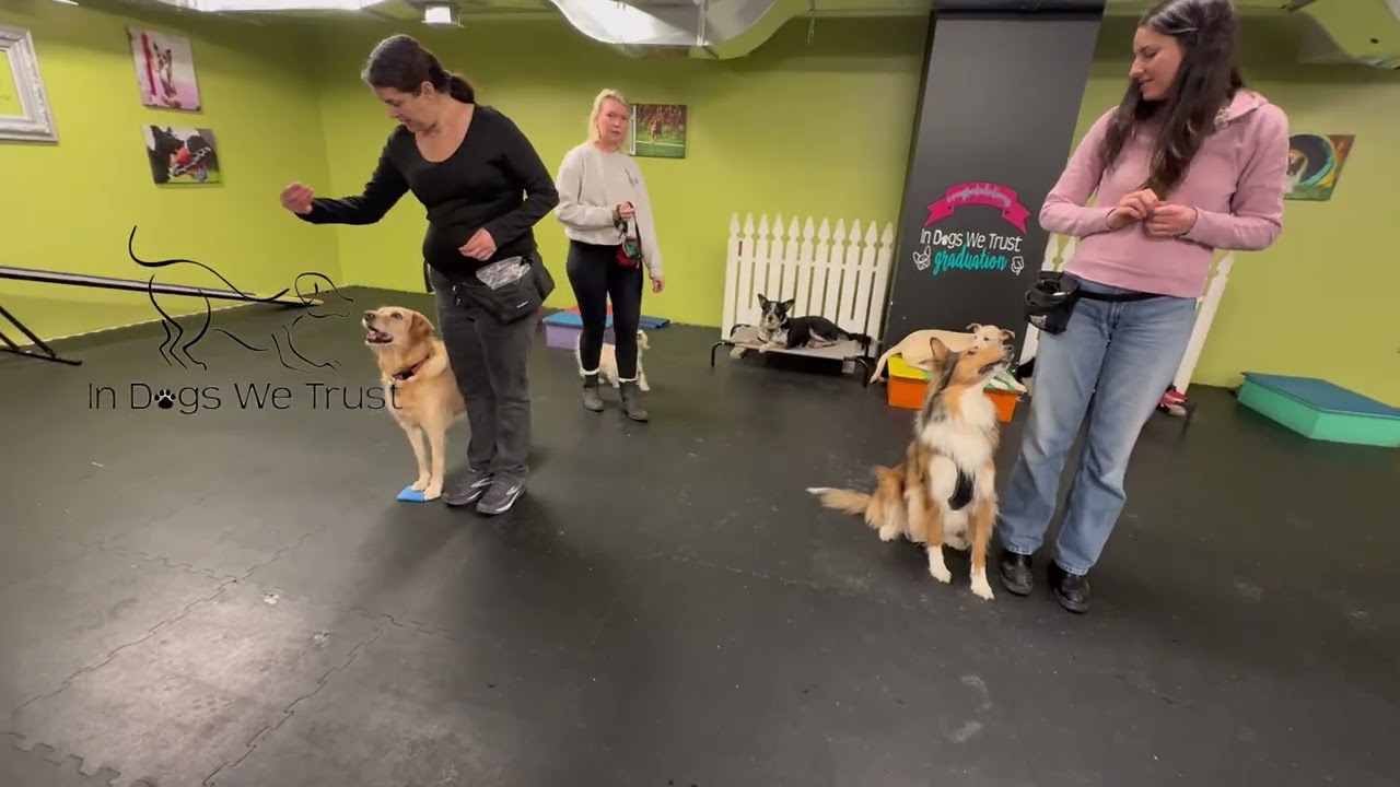 London, Ontario Dog Training - In Dogs We Trust 