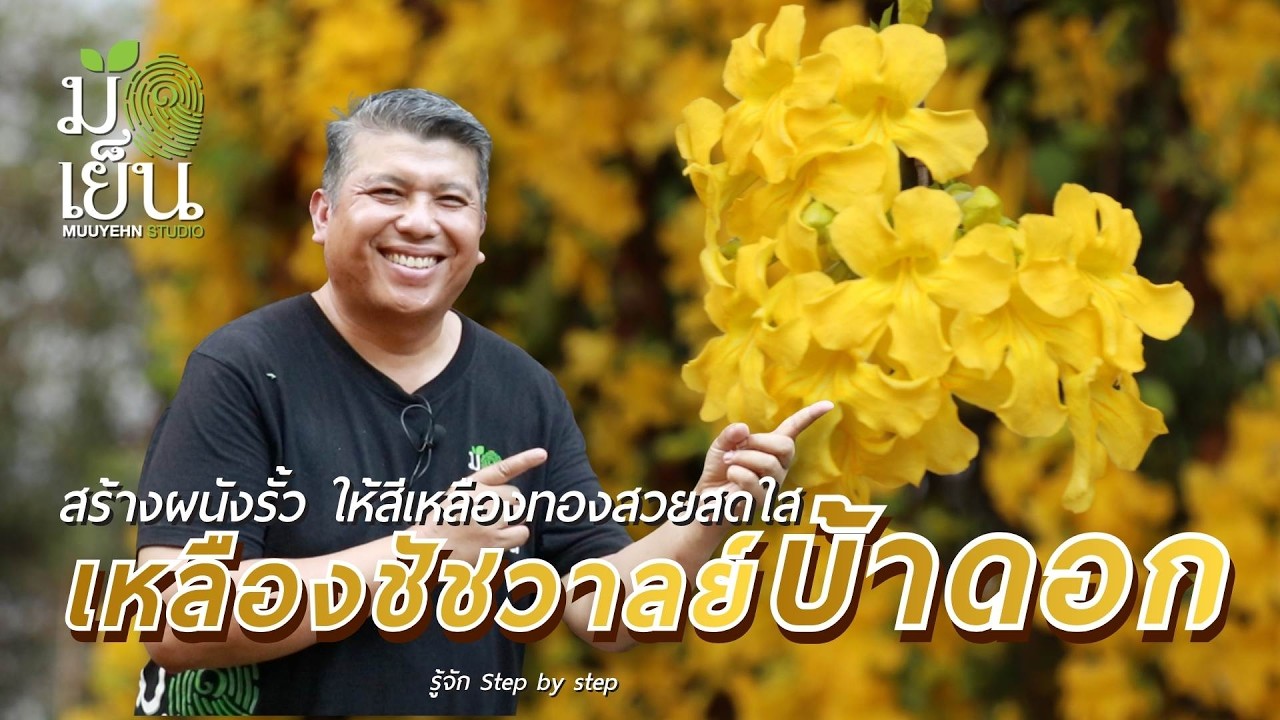 เหลืองชัชวาลย์บ้าดอก สร้างผนังรั้ว หรือระนาบด้านตั้งให้สีเหลืองทองสวยสดใส I มือเย็น 108 พันไอเดีย