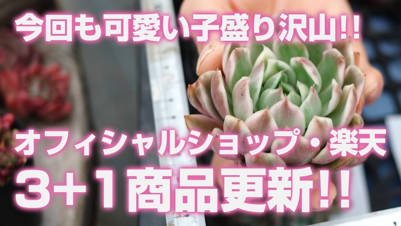 【多肉植物】今回も可愛い子盛り沢山!!オフィシャルショップ・楽天で3+1商品更新します!!【succulent】トロピカルガーデン