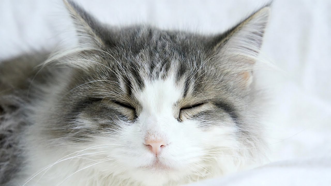 LIVE Peaceful Sleeping Cats for Calm Energy 🧘 | Season 2
