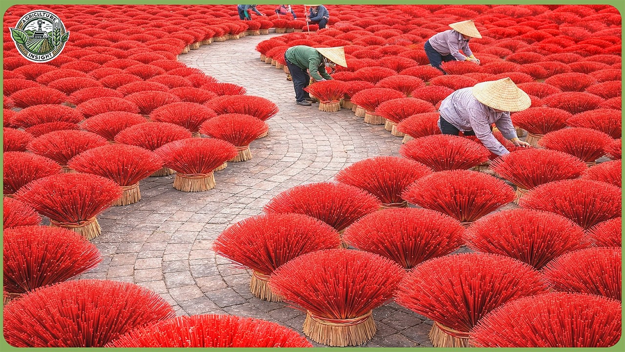 How Billions of Incense Sticks Are Made – Inside Traditional Craftsmanship Factories