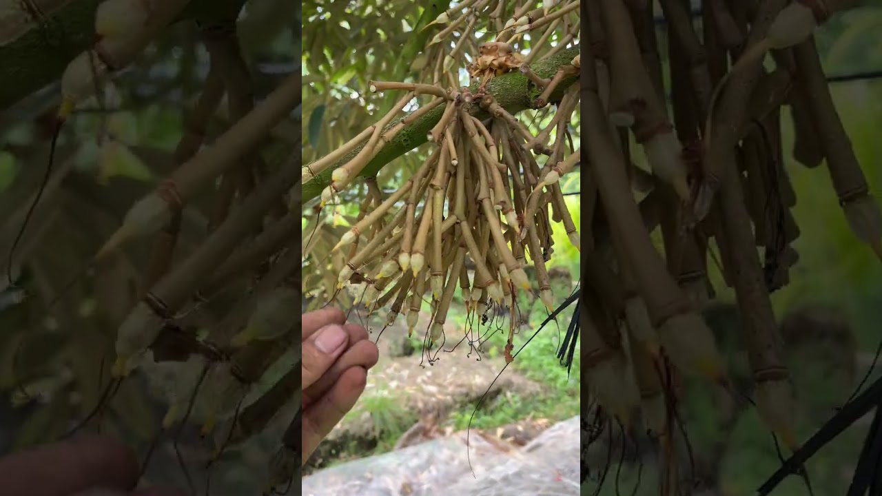Mưa lớn trái mua bông đang xổ nhuy làm rụng bông rất nhiều 
