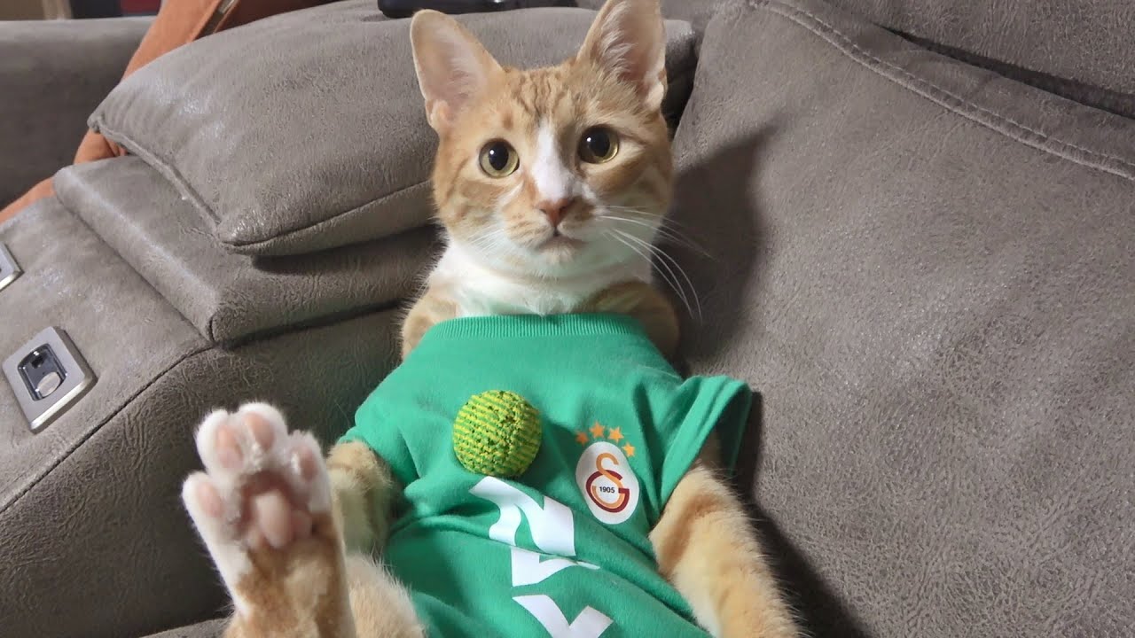 Goalkeeper Cat Gets Surprised with a GALATASARAY Jersey !!