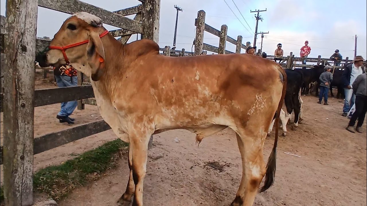 FEIRA DO BEZERRO EM CAPOEIRAS PERNAMBUCO 17 de janeiro de 2025
