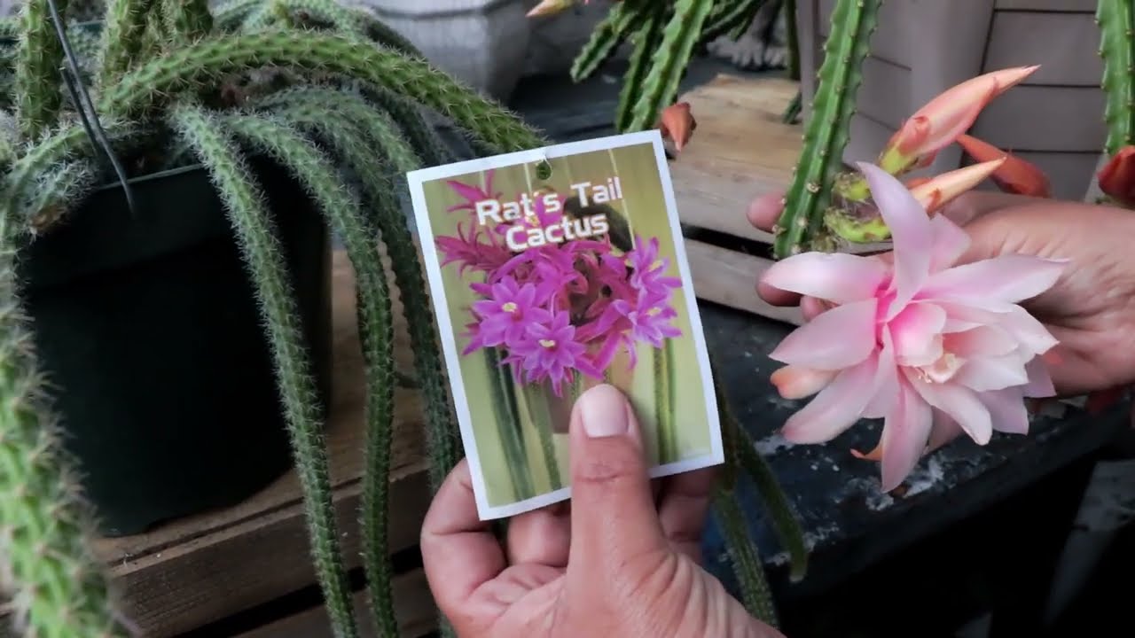 Compartiendo Mi Nuevo Aporophyllum Hybrid Cactus