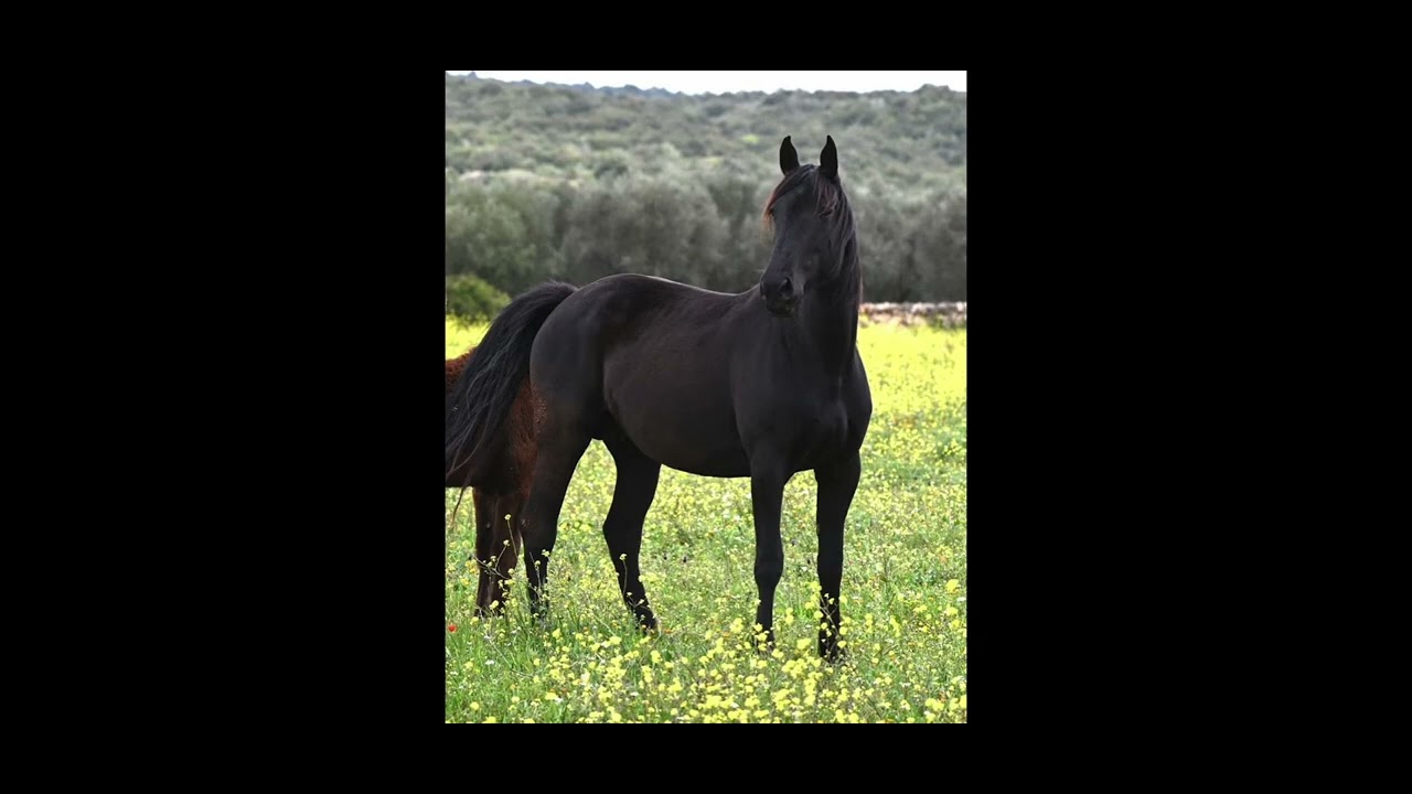 My Dear Flicka 
