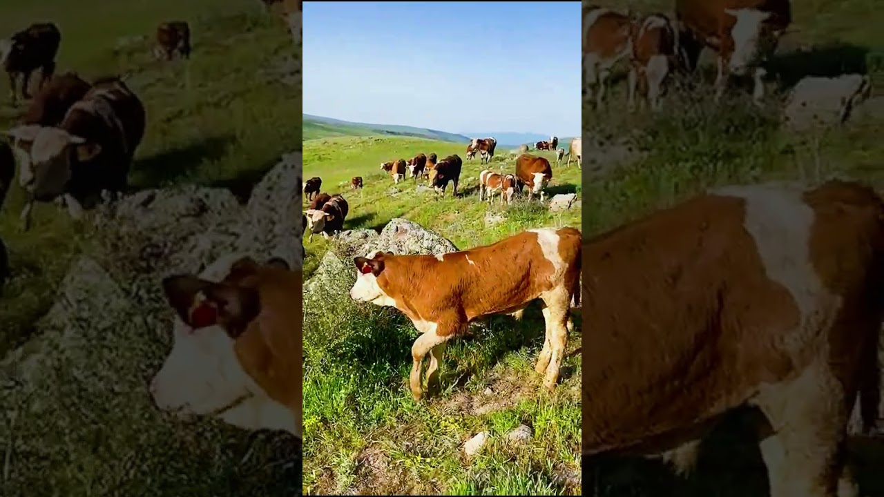 Bir yayla serüveni ağrı cumaçay köyü yaylası