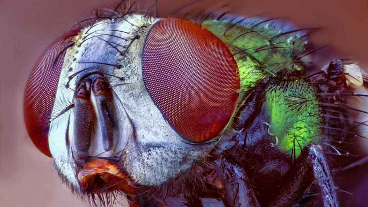 Como Hacer Fotografias Macro Extremo Paso a Paso #fotografia #photography #macrophotography