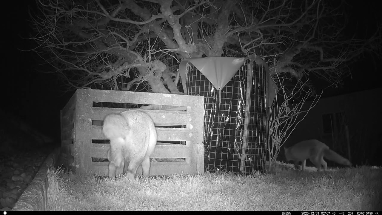Mating Season - Male Fox Assesses her Readiness to Mate
