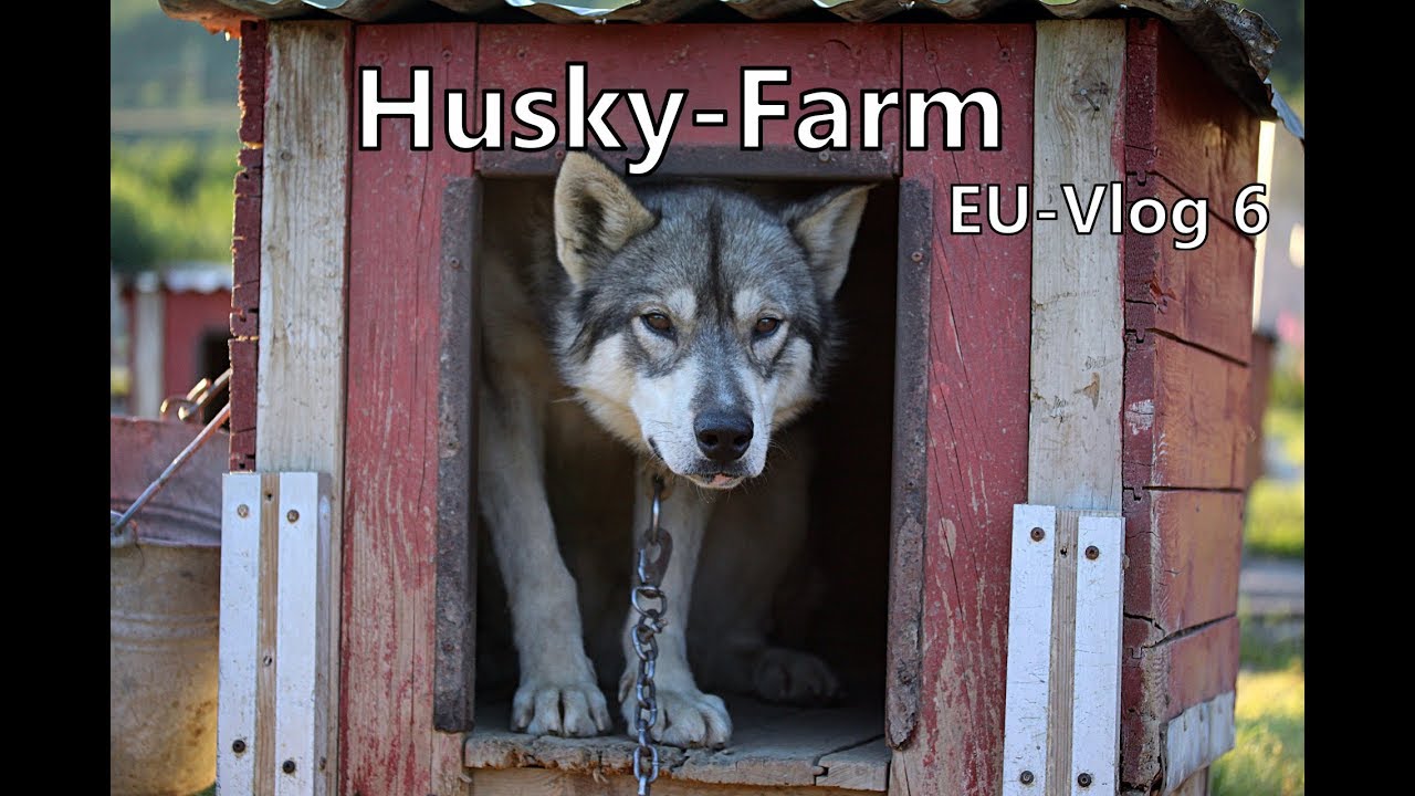 EU-Vlog6 | Wir besuchen eine Husky-Farm | Norwegen | Mit dem Camper auf Europareise