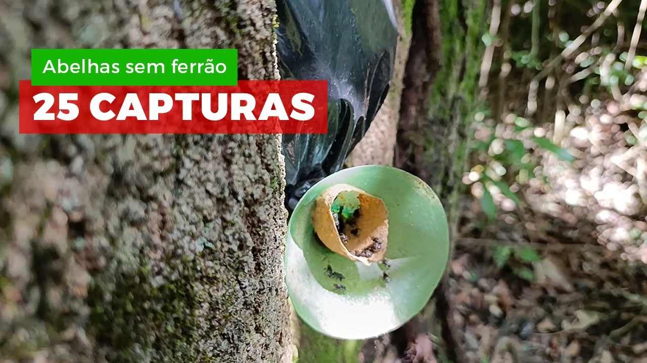 Abelhas sem ferrão: revisão das capturas de Jataí, Mandaguari e Borá