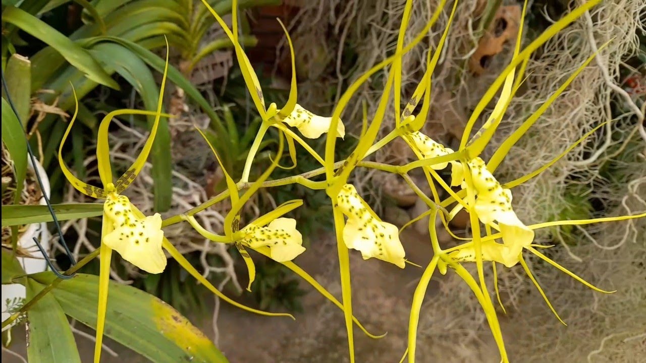 🔴 COMO CULTIVAR A ORQU&Iacute;DEA BRASSIA REX( CONHECIDA ORQU&Iacute;DEA ARANHA)