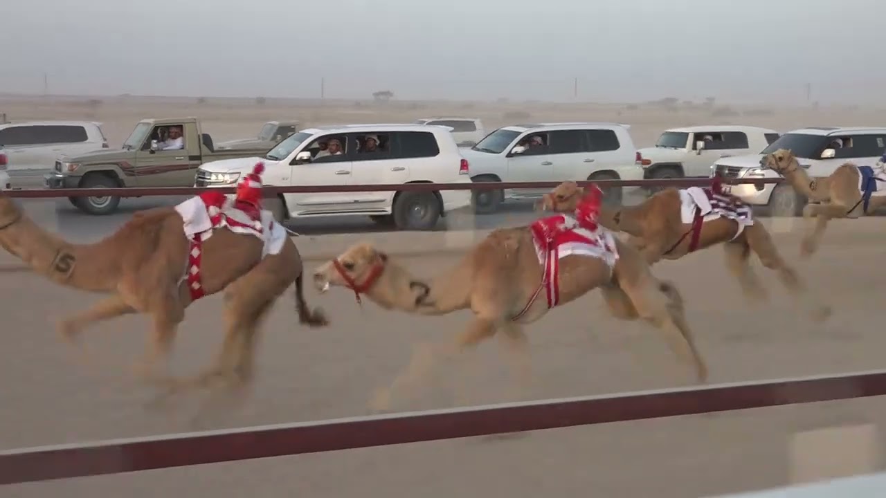 ✅الشوط2١.الغوج/غاسي سليم مناخر الوهيبي  2:10.71 الأبيض تاهيلات الظافر 28/2/2026