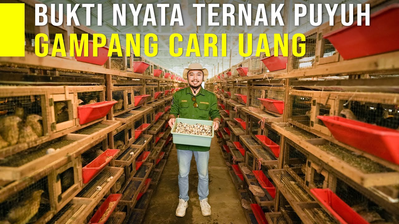TERNAK PUYUH 18 OOO EKOR! PAGI KASIH PAKAN SORE TINGGAL GAJIAN