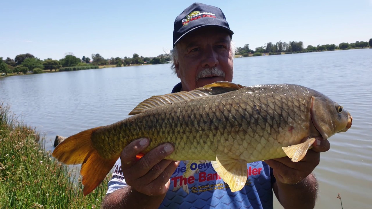Link Mushroom Sinkers, Super MacPac dips voer en Jumbo Floaties