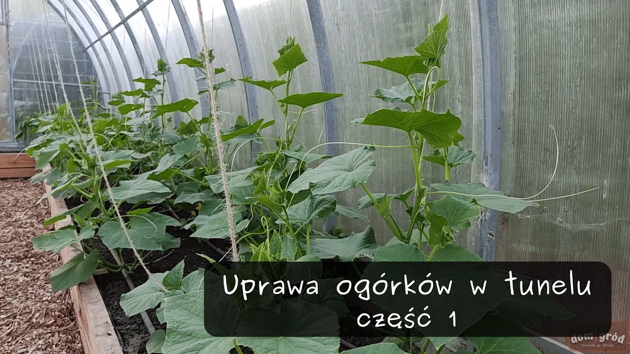 Uprawa ogórków w tunelu - część 1.