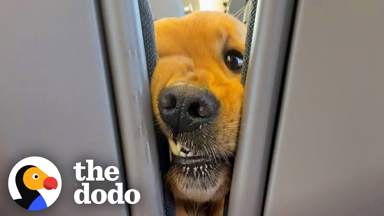 Собака настойчиво здоровается со всеми в поезде | The Dodo