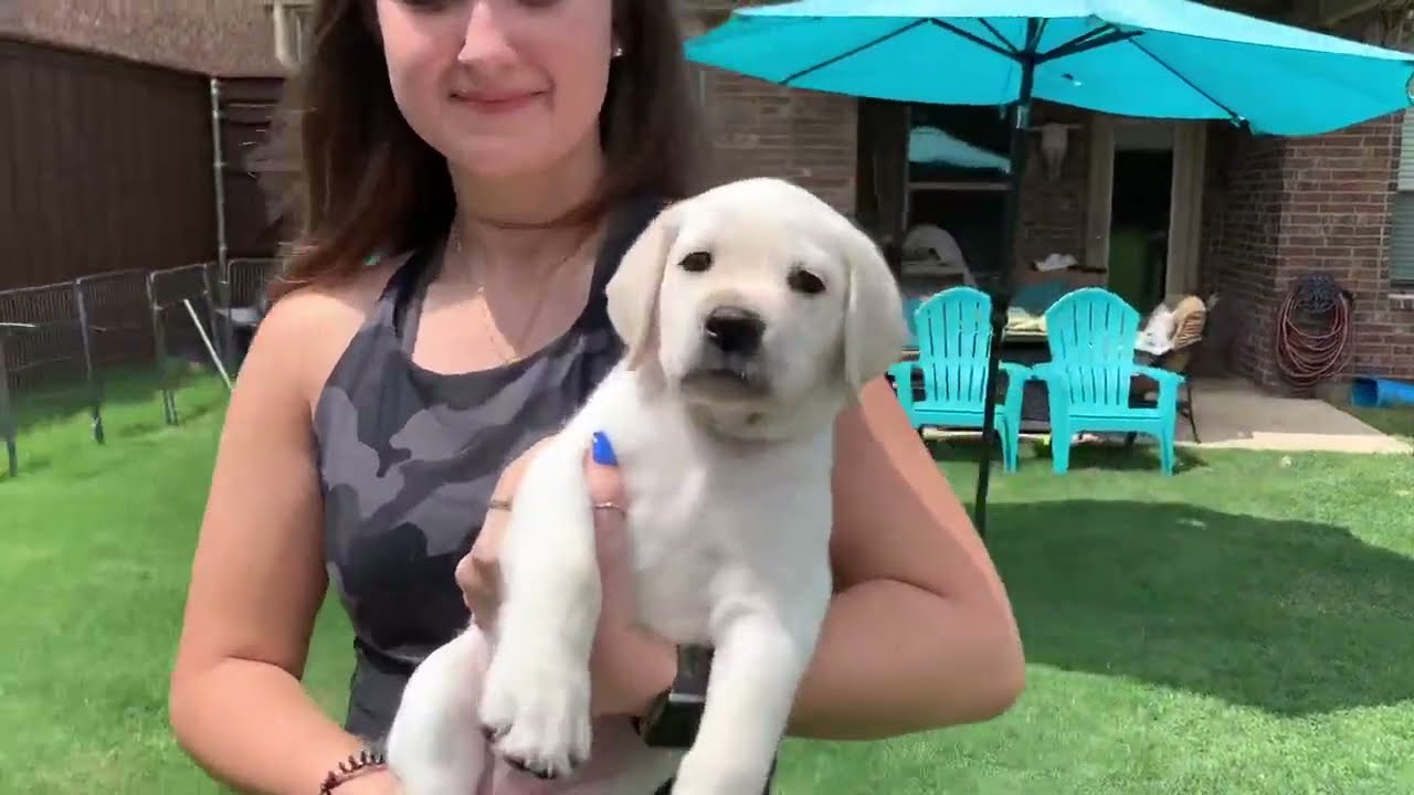 Lab Puppy DILL Takes His Temperament Test!