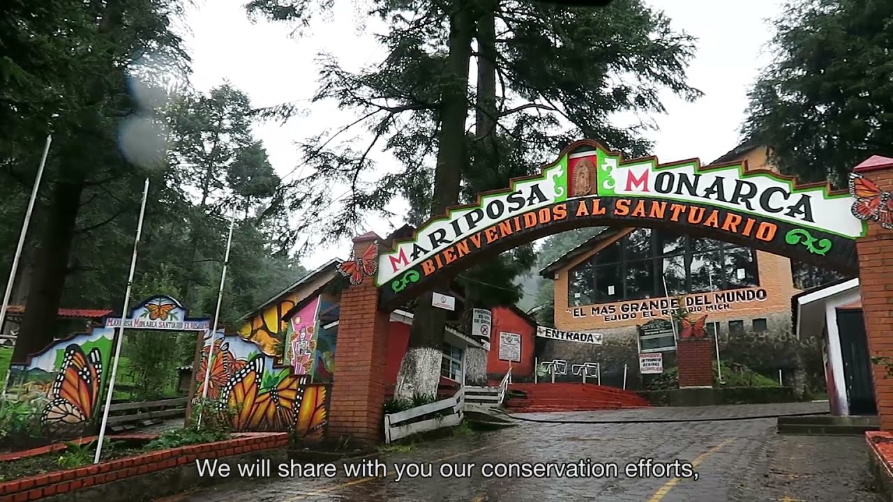 Three Nations Join to Celebrate Monarch Butterflies (Video #1)