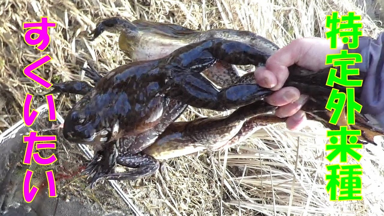 【外来種】氷を叩き割って無理やりウシガエル掬ってきた