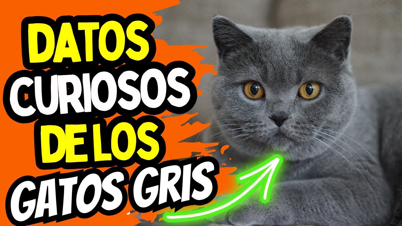CURIOSIDADES sorprendentes de los GATOS GRISES 🐈🏰🐾